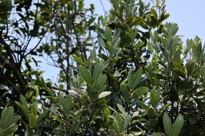 Quercus dinghuensis photo 6