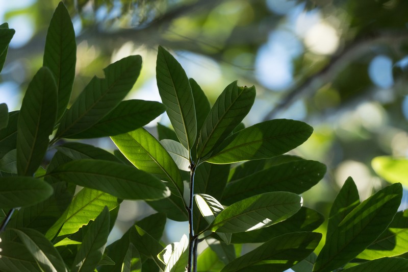 Quercus dinghuensis photo 8