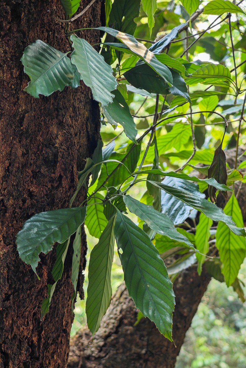 Quercus disciformis
