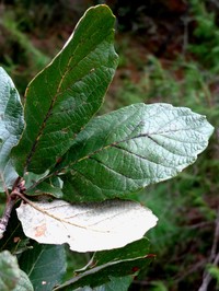 Quercus diversifolia