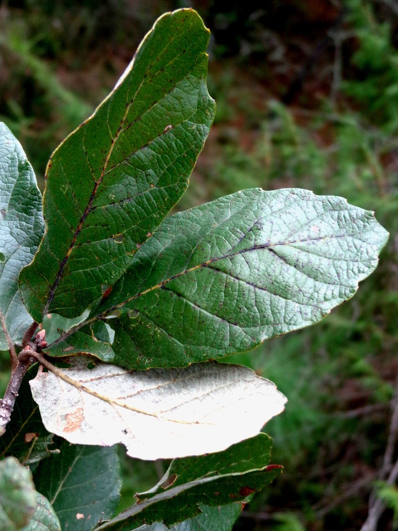 Quercus diversifolia