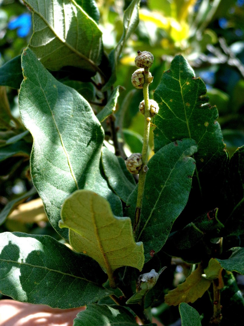Quercus diversifolia photo 2