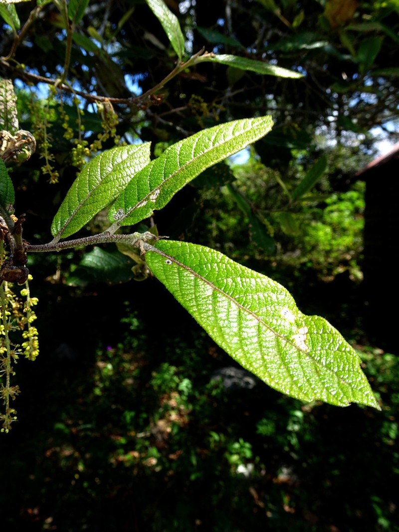 Quercus diversifolia photo 3
