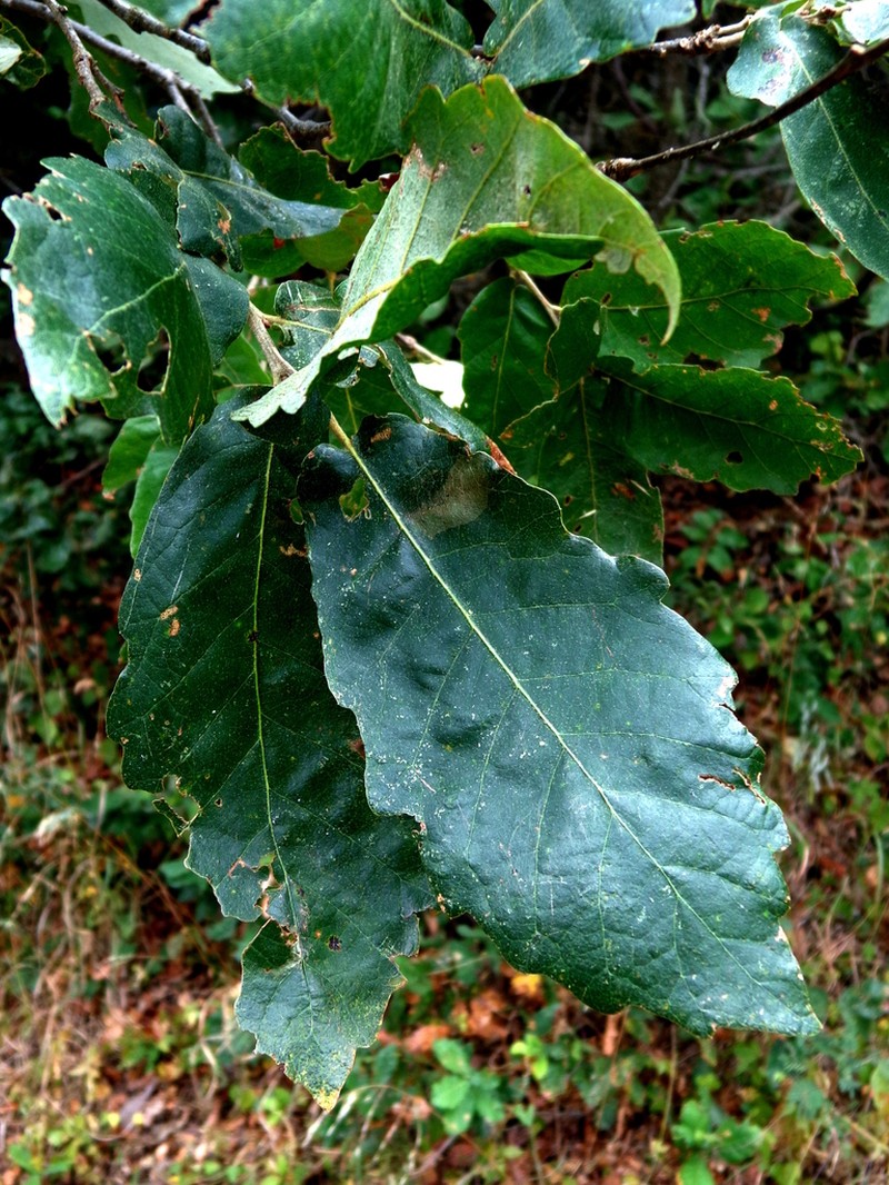 Quercus diversifolia photo 4
