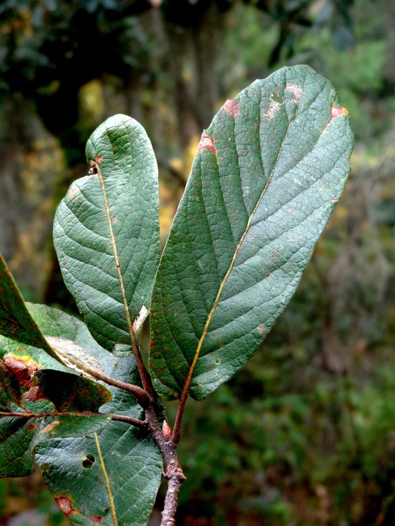Quercus diversifolia photo 5