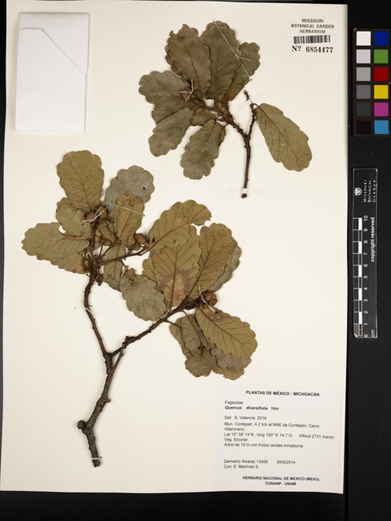 Quercus diversifolia photo 6