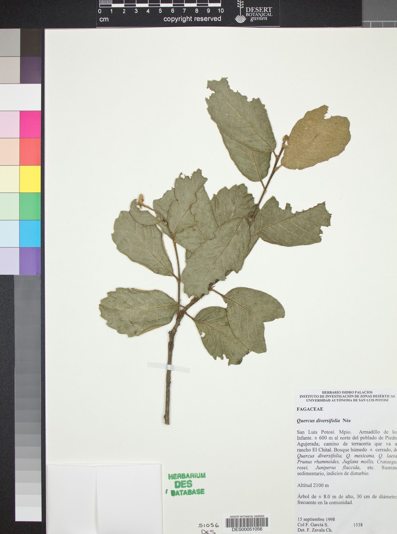 Quercus diversifolia photo 7