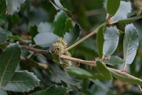 Quercus dolicholepis