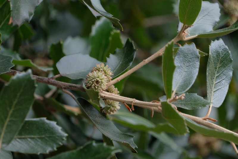 Quercus dolicholepis