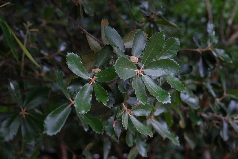 Quercus dolicholepis photo 2