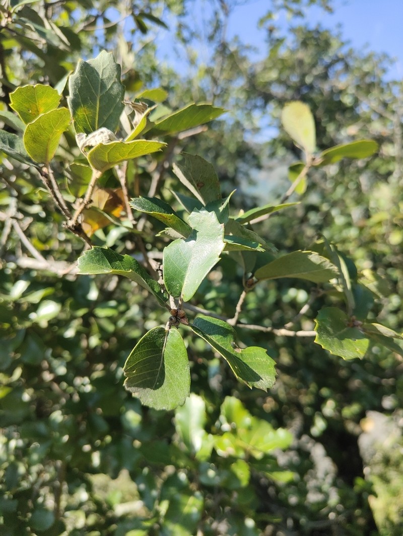 Quercus dolicholepis photo 3