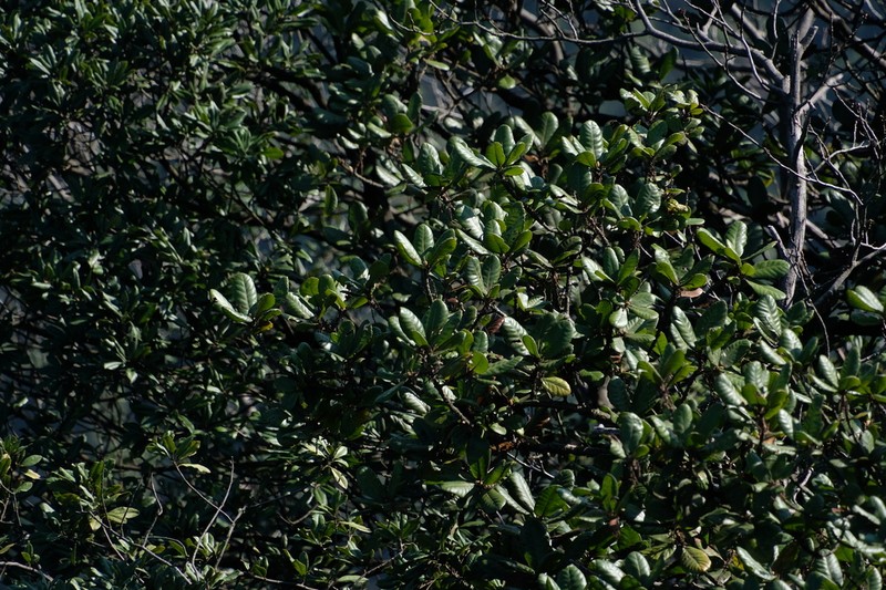 Quercus dolicholepis photo 4