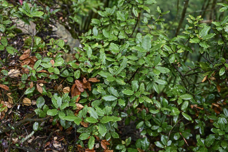 Quercus dolicholepis photo 5