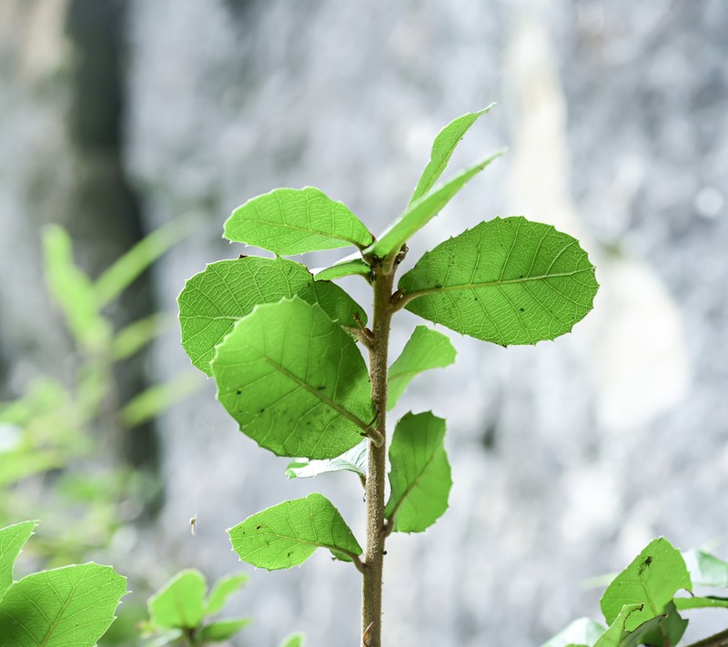 Quercus dolicholepis photo 6
