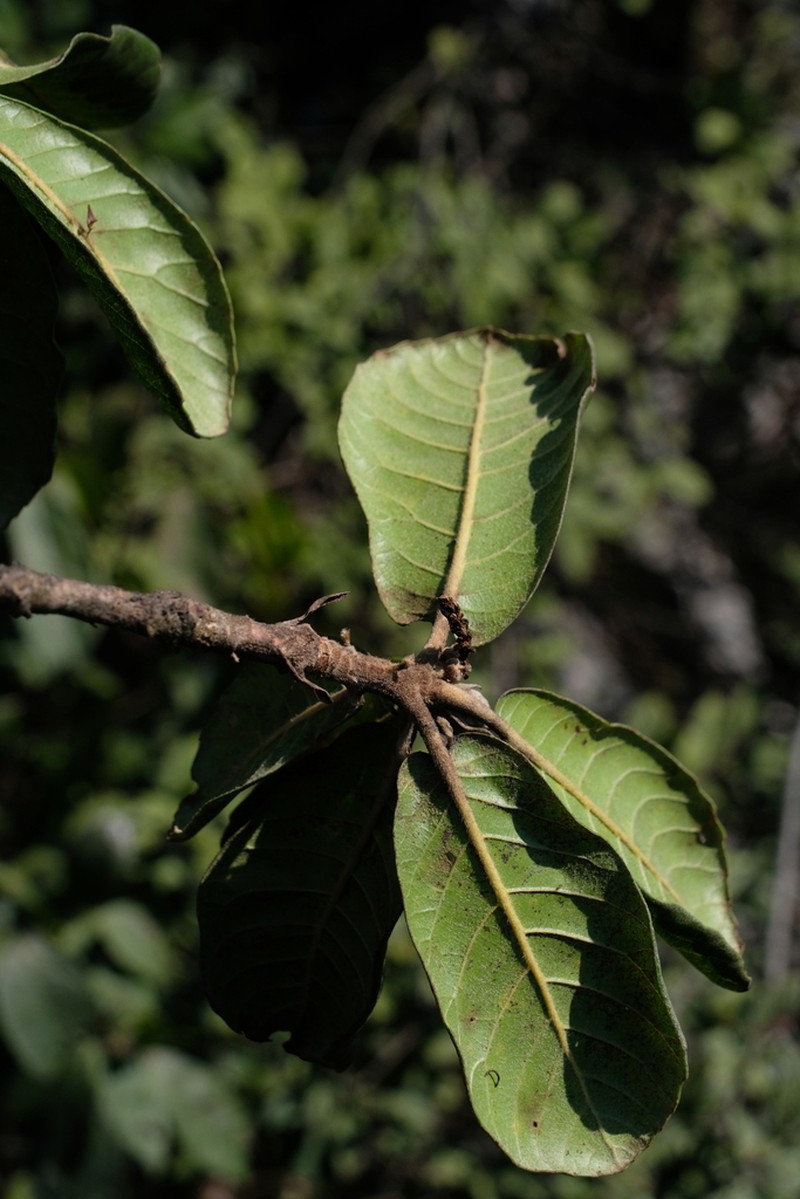 Quercus dolicholepis photo 7