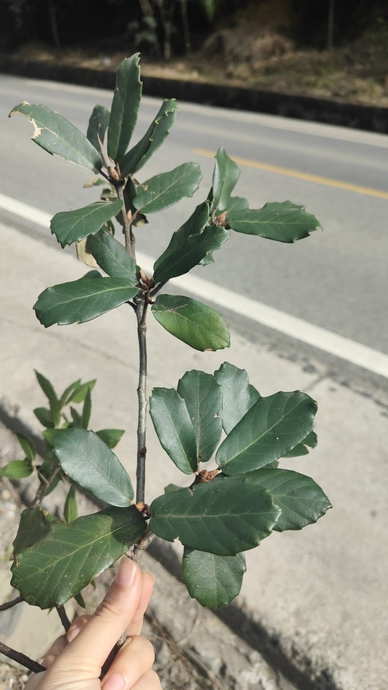 Quercus dolicholepis photo 8