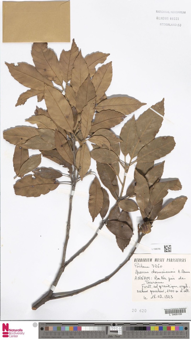 Quercus donnaiensis photo 2
