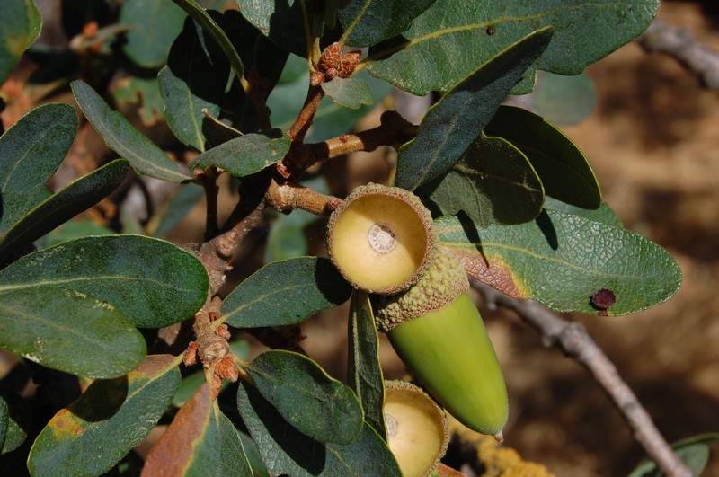 Blue Oak photo 5