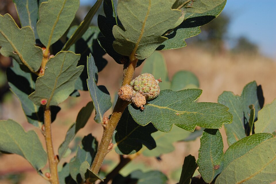 Blue Oak photo 6