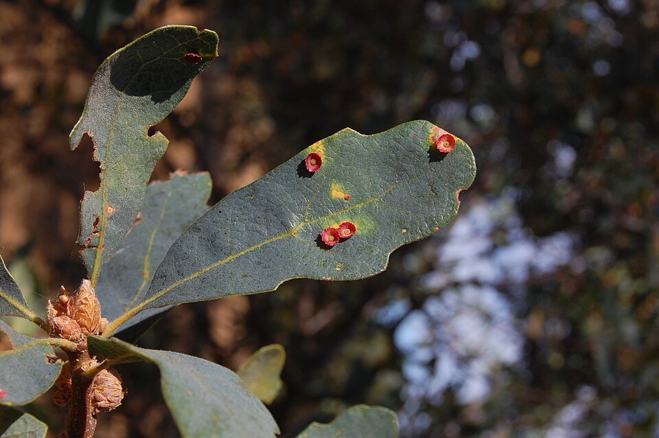 Blue Oak photo 7