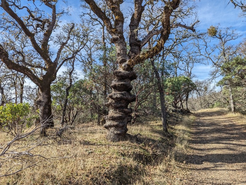 Blue Oak photo 6