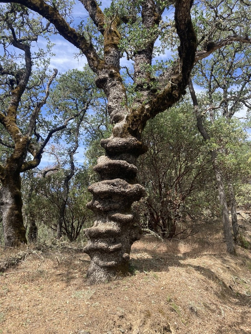 Blue Oak photo 7