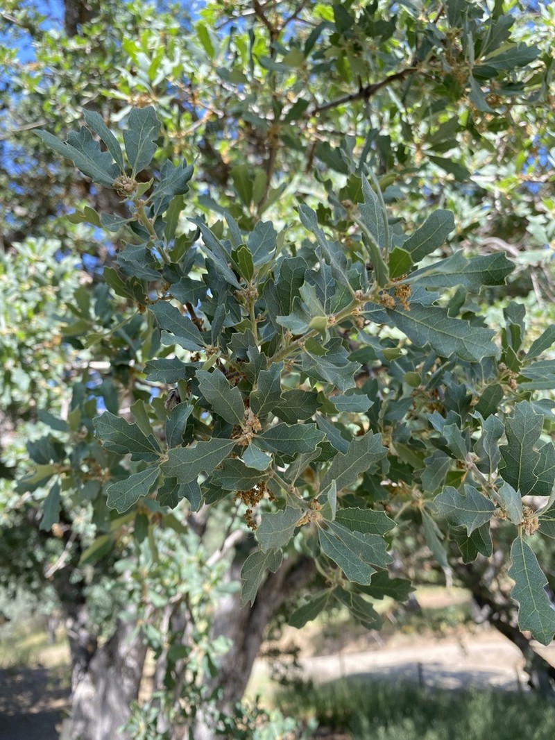 Blue Oak photo 8