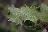 Coastal Sage Scrub Oak