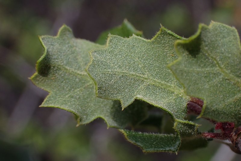 Coastal Sage Scrub Oak photo 5