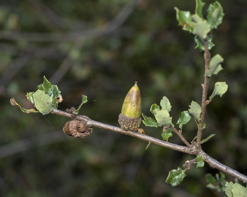 Coastal Sage Scrub Oak photo 2