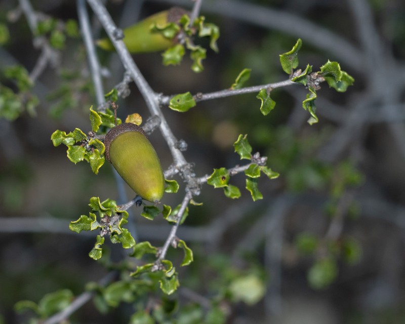 Coastal Sage Scrub Oak photo 5