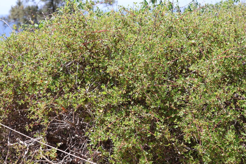 Coastal Sage Scrub Oak photo 6
