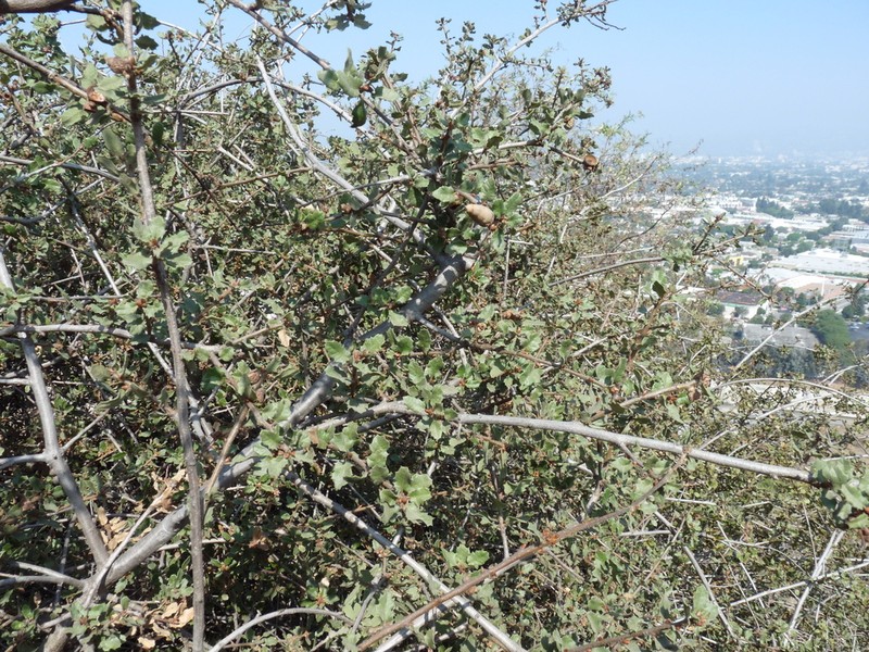 Coastal Sage Scrub Oak photo 7