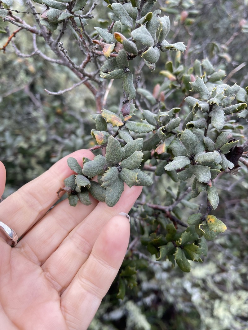 Quercus durata var. durata