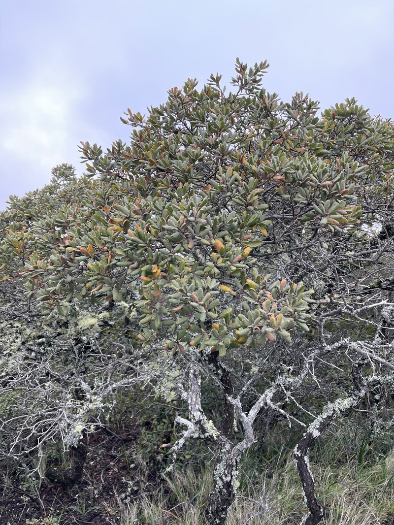Quercus durata var. durata photo 2