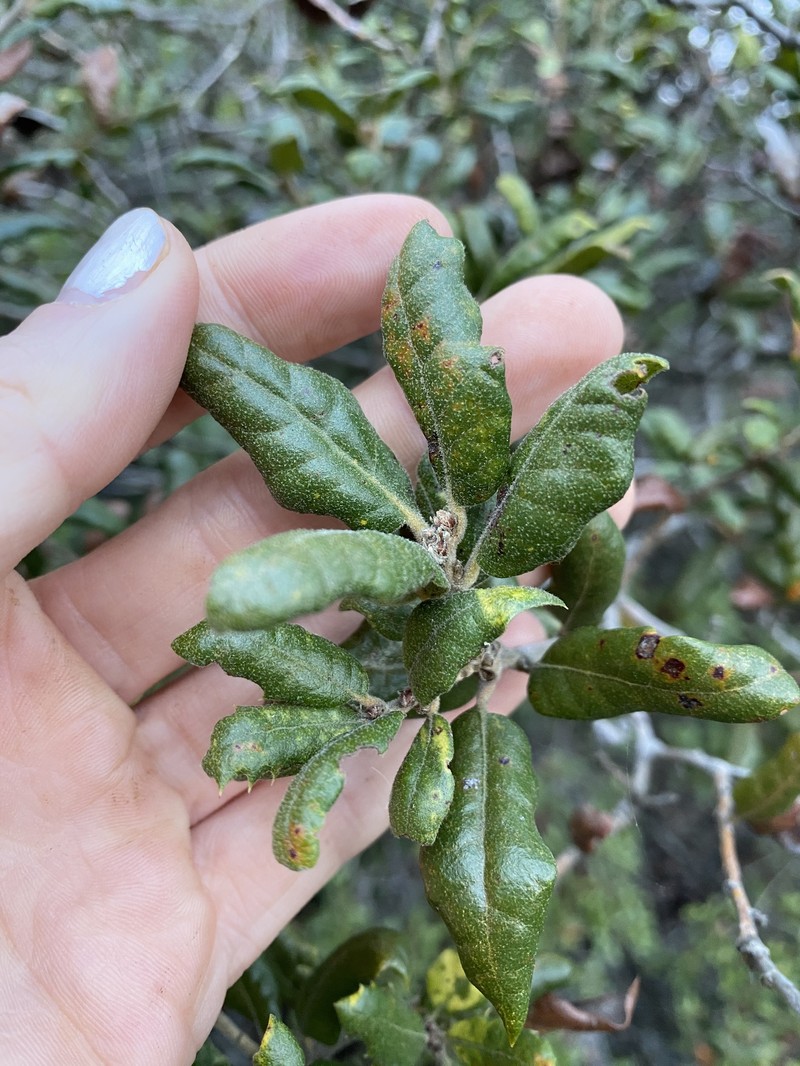 Quercus durata var. durata photo 3