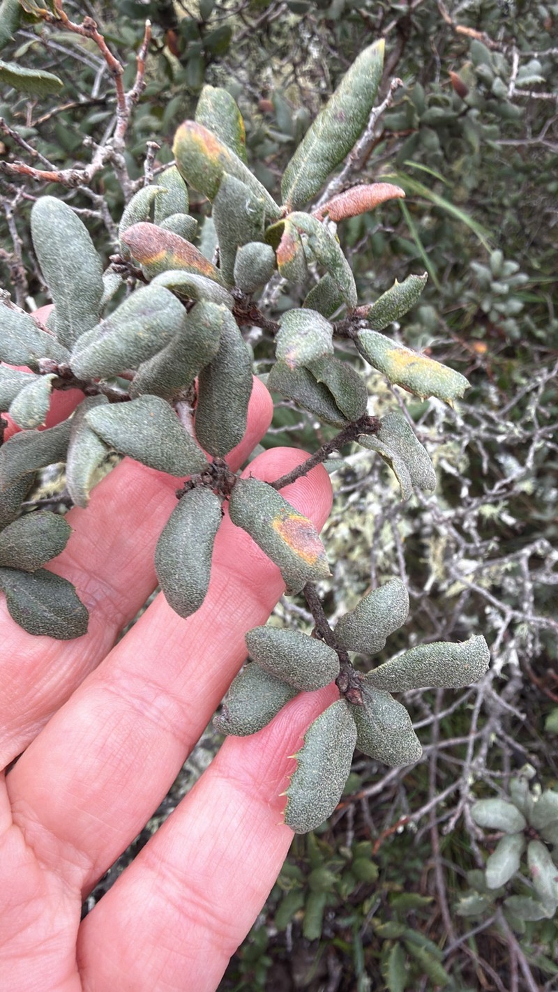 Quercus durata var. durata photo 4