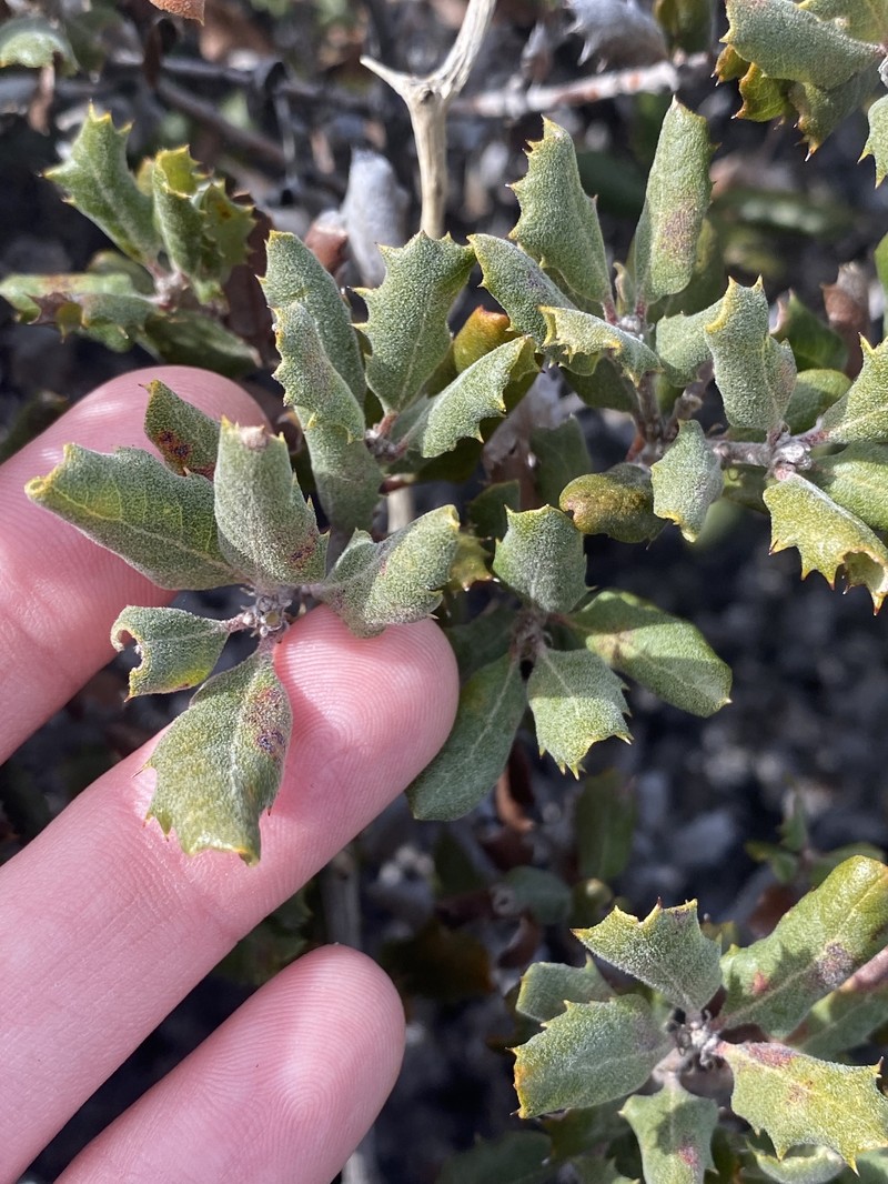 Quercus durata var. durata photo 5