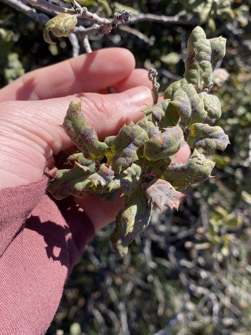 Quercus durata var. durata photo 6