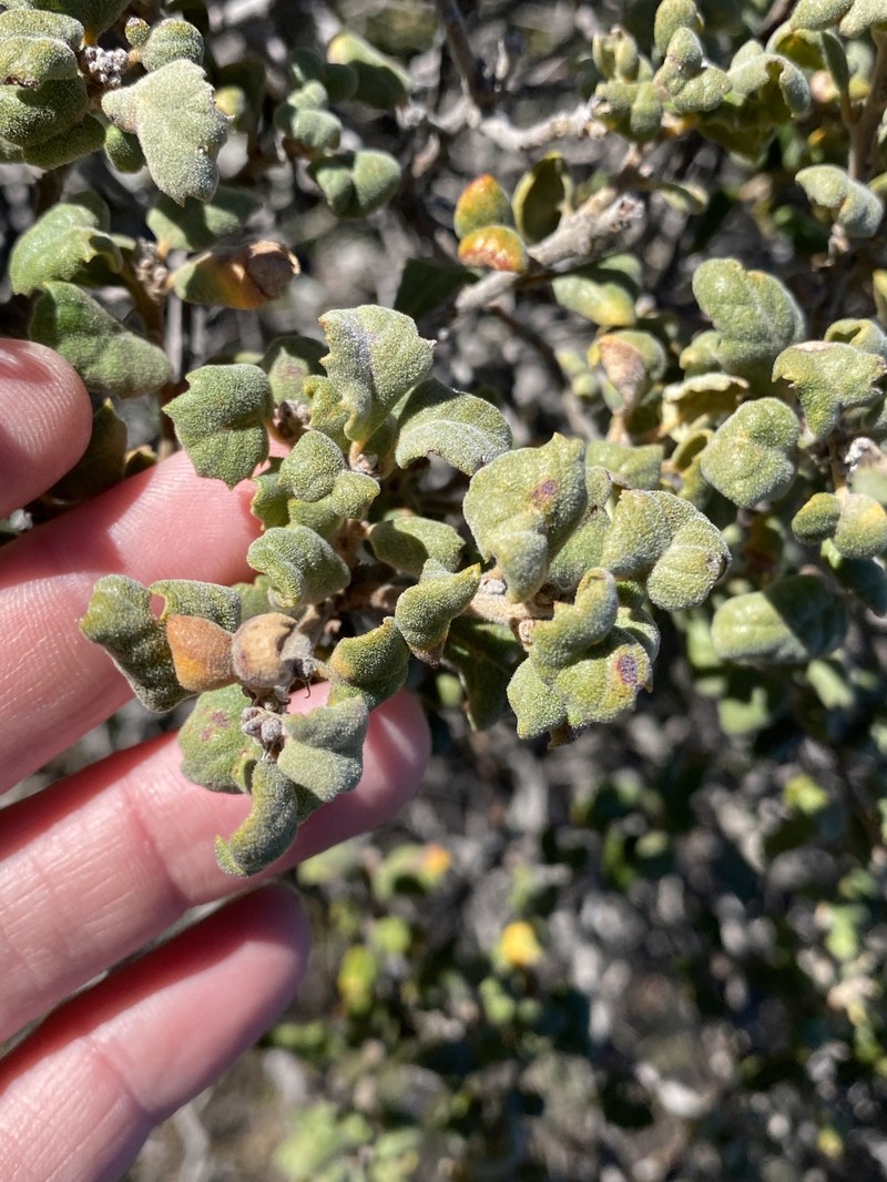 Quercus durata var. durata photo 8