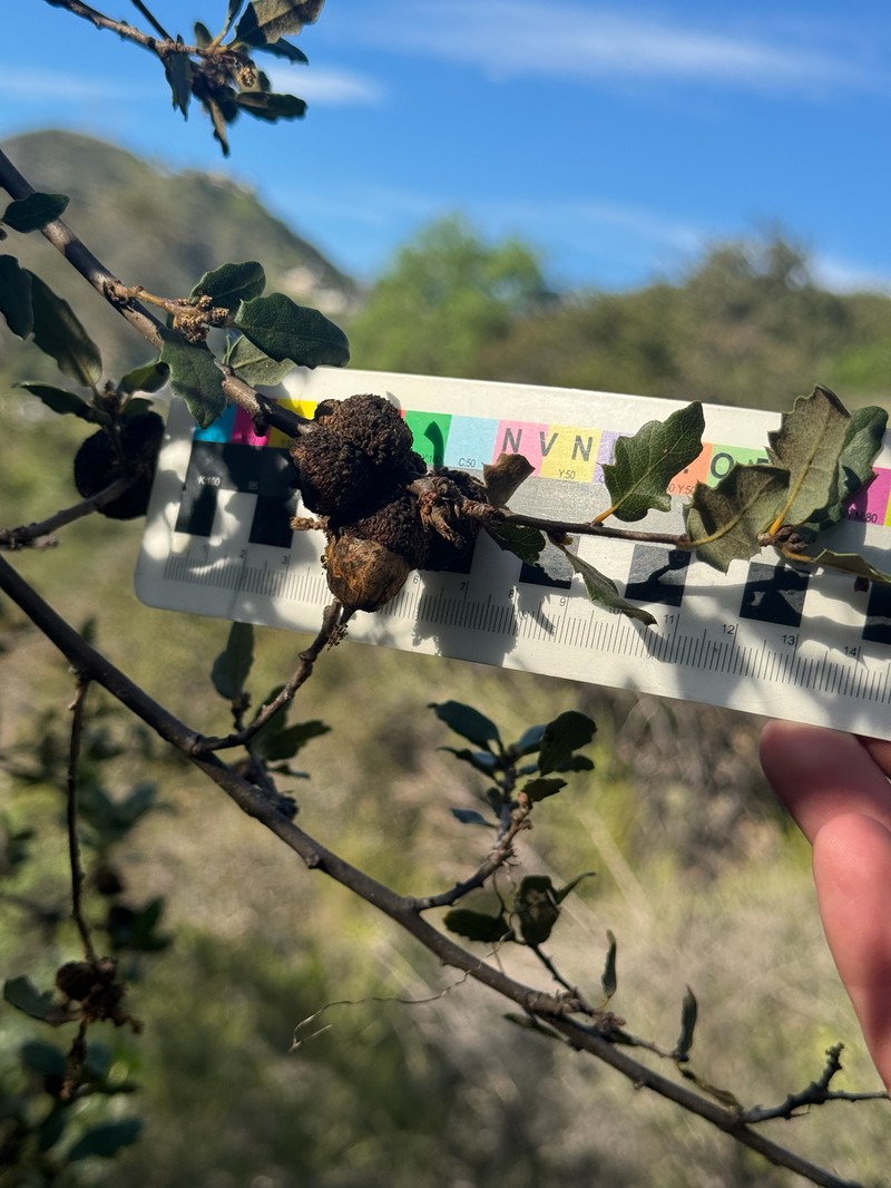 Quercus durata var. gabrielensis