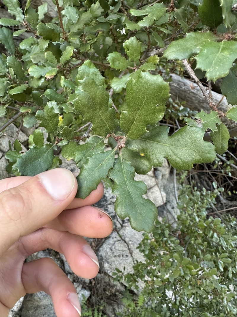 Quercus durata var. gabrielensis photo 2