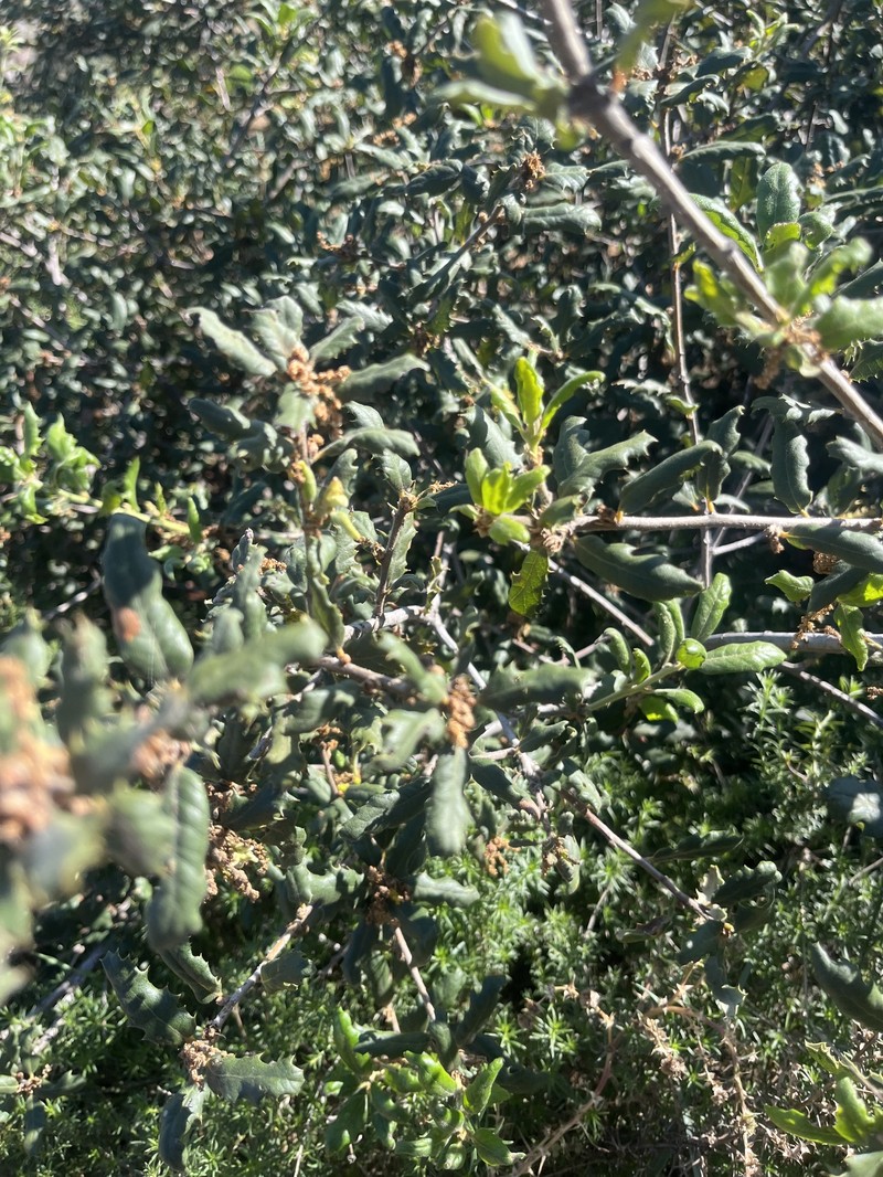 Quercus durata var. gabrielensis photo 3