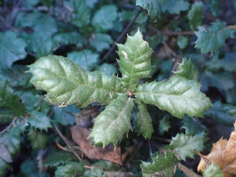 Quercus durata var. gabrielensis photo 4