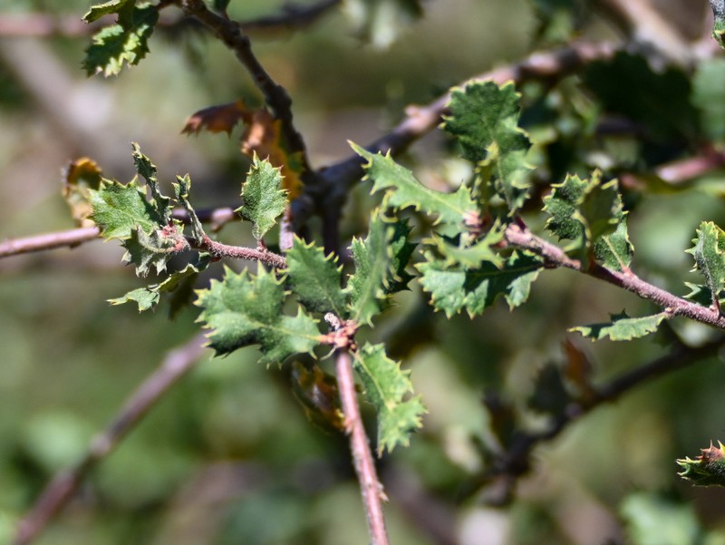 Quercus durata var. gabrielensis photo 5