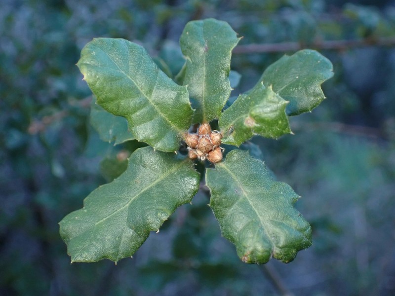 Quercus durata var. gabrielensis photo 6