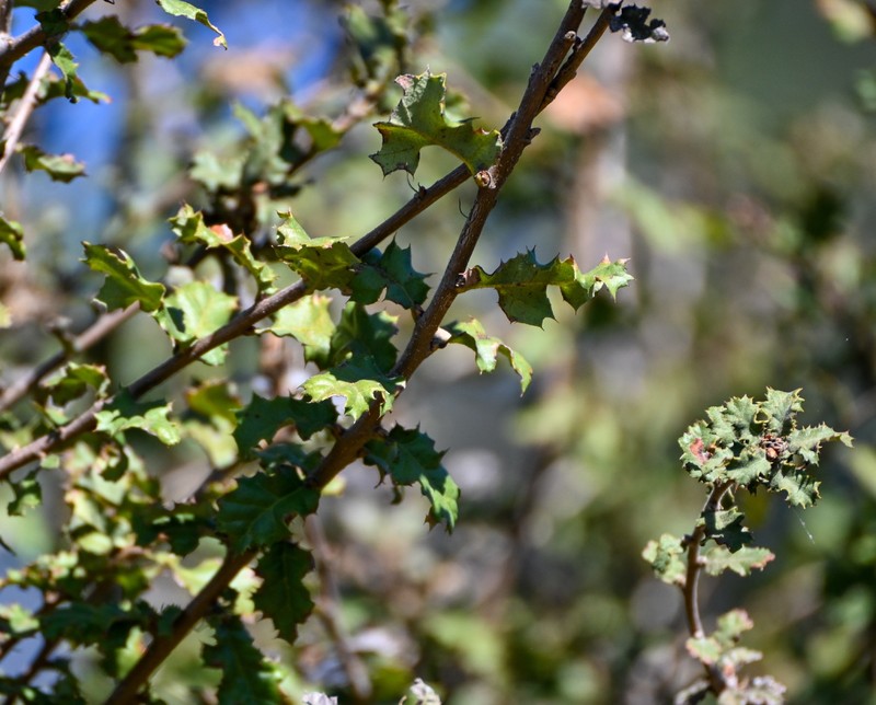 Quercus durata var. gabrielensis photo 7