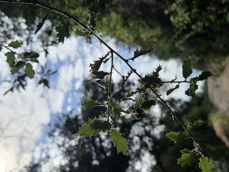 Quercus durata var. gabrielensis photo 8