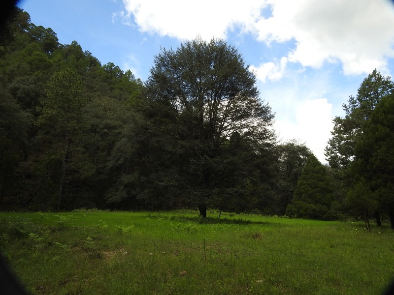 Quercus durifolia photo 2