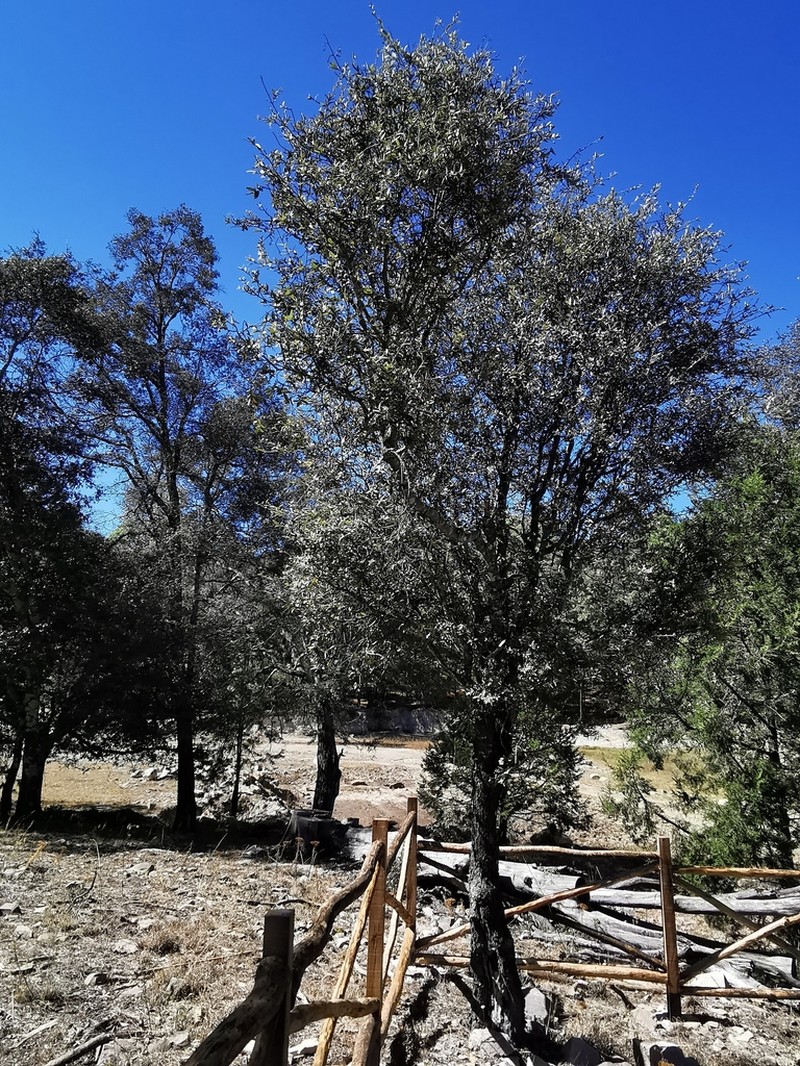 Quercus durifolia photo 3